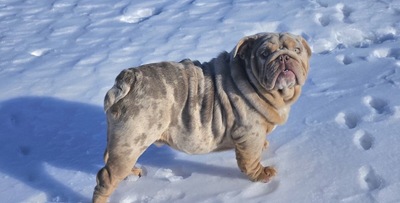 Englische Bulldogge, Engl. Bulldogge Welpen - Rüde