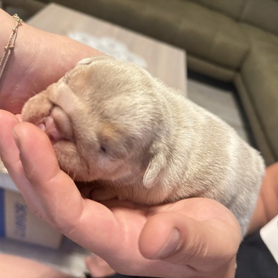 Englische Bulldogge, Engl. Bulldogge Welpen - Rüde