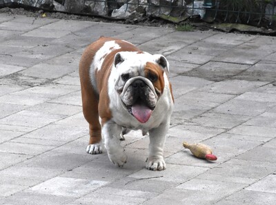 Englische Bulldogge, Englisch-Bulldog - Hündin 1