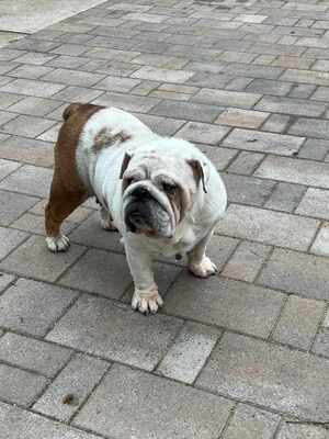 Englische Bulldogge, Englische Bulldogge - Hündin