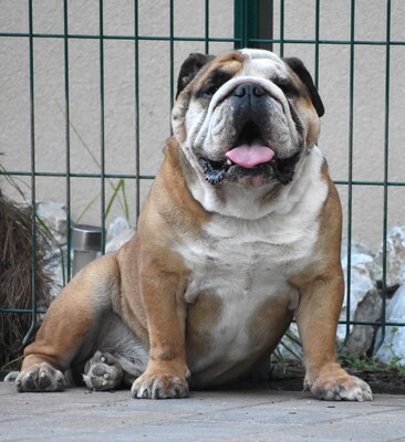 Englische Bulldogge, Englische Bulldogge - Hündin