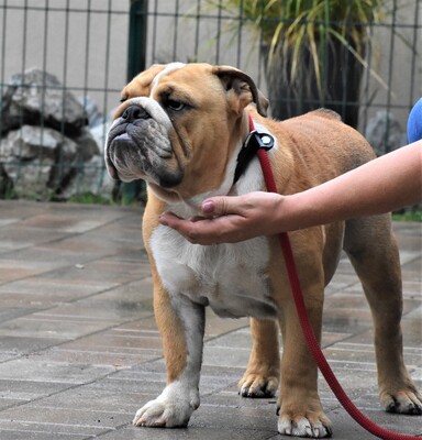 Englische Bulldogge, Englische Bulldogge - Rüde