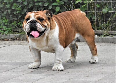 Englische Bulldogge, Englische Bulldogge - Rüde