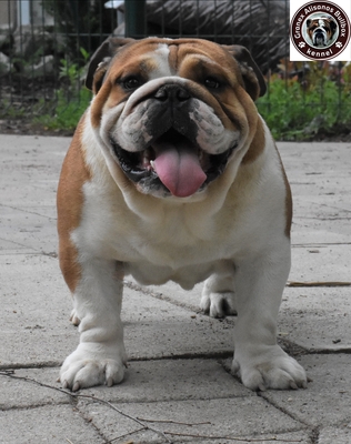 Englische Bulldogge, Englische Bulldogge - Rüde