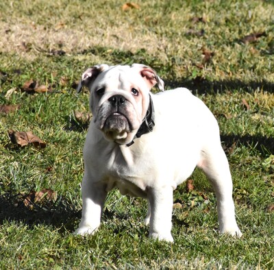 Englische Bulldogge, Englische Bulldogge Welpen - Hündin