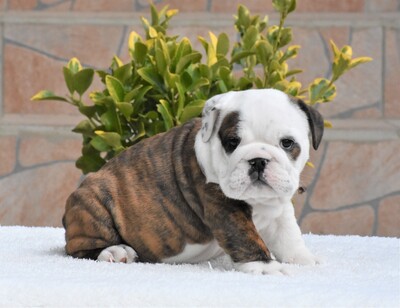 Englische Bulldogge, Englische Bulldogge Welpen - Rüde