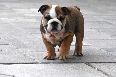 Englische Bulldogge Welpen, Englisch-Bulldog Welpen - Hündin 1