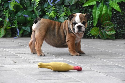 Englische Bulldogge Welpen, Englisch-Bulldog Welpen - Hündin