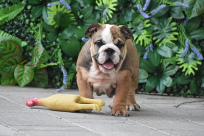 Englische Bulldogge Welpen, Englisch-Bulldog Welpen - Hündin