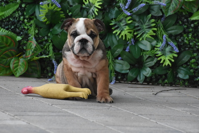 Englische Bulldogge Welpen, Englisch-Bulldog Welpen - Hündin