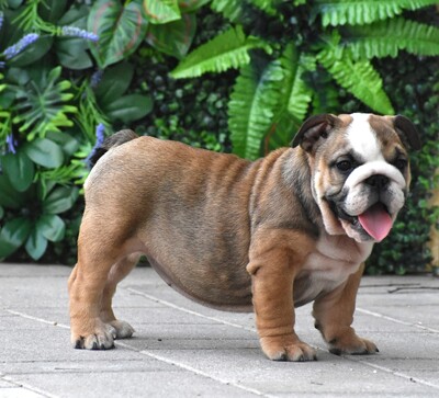 Englische Bulldogge Welpen, Englisch-Bulldog Welpen - Hündin