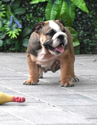 Englische Bulldogge Welpen, Englisch-Bulldog Welpen - Hündin