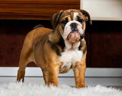 Englische Bulldogge Welpen, Englische Bulldogge Welpen - Hündin