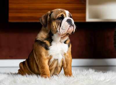 Englische Bulldogge Welpen, Englische Bulldogge Welpen - Hündin