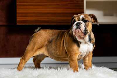 Englische Bulldogge Welpen, Englische Bulldogge Welpen - Hündin