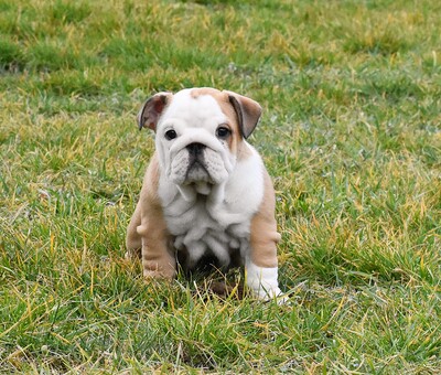 Englische Bulldogge Welpen, Englische Bulldogge Welpen - Hündin