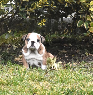 Englische Bulldogge Welpen, Englische Bulldogge Welpen - Hündin