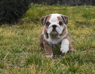 Englische Bulldogge Welpen, Englische Bulldogge Welpen - Hündin