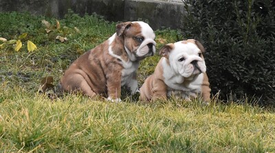 Englische Bulldogge Welpen, Englische Bulldogge Welpen - Hündin