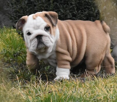 Englische Bulldogge Welpen, Englische Bulldogge Welpen - Hündin