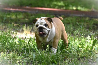 Englische Bulldogge Welpen, Englische Bulldogge Welpen - Hündin