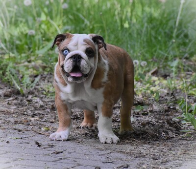 Englische Bulldogge Welpen, Englische Bulldogge Welpen - Hündin