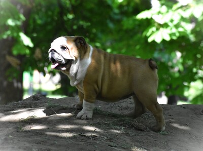 Englische Bulldogge Welpen, Englische Bulldogge Welpen - Hündin
