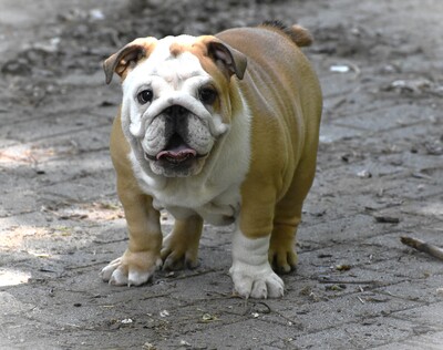 Englische Bulldogge Welpen, Englische Bulldogge Welpen - Hündin