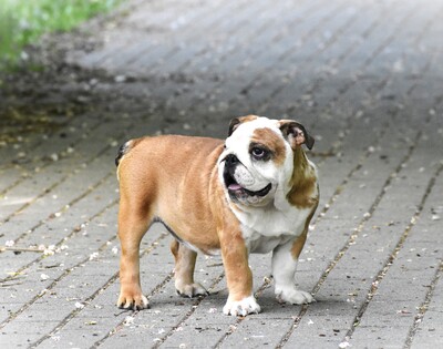 Englische Bulldogge Welpen, Englische Bulldogge Welpen - Hündin