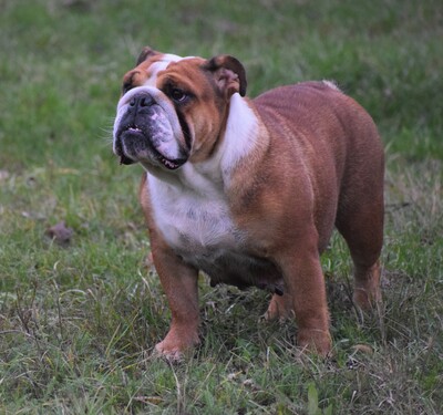 Englische Bulldogge Welpen, Englische Bulldogge Welpen - Hündin