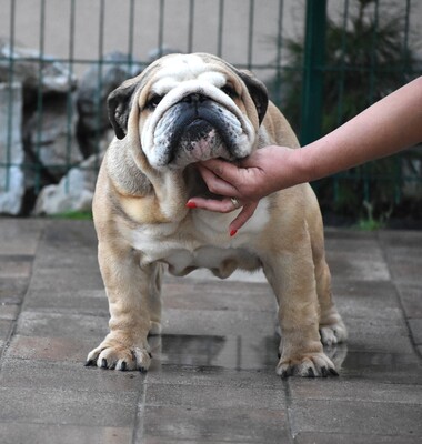 Englische Bulldogge Welpen, Englische Bulldogge Welpen - Hündin