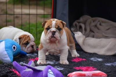 Englische Bulldogge Welpen - Hündin