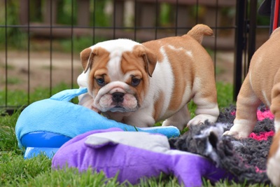 Englische Bulldogge Welpen - Hündin