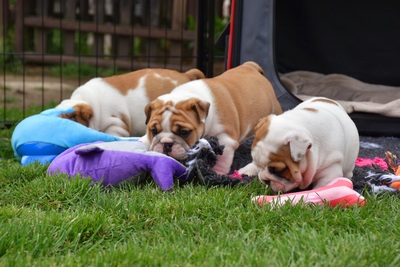 Englische Bulldogge Welpen - Hündin