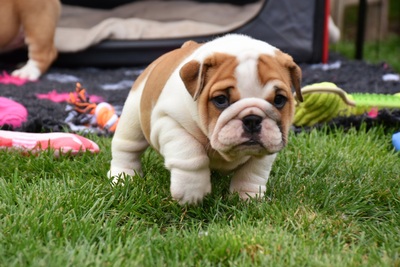 Englische Bulldogge Welpen - Hündin