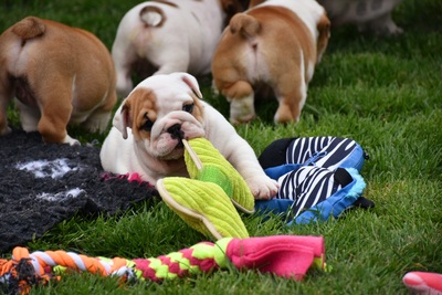 Englische Bulldogge Welpen - Hündin