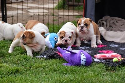 Englische Bulldogge Welpen - Hündin