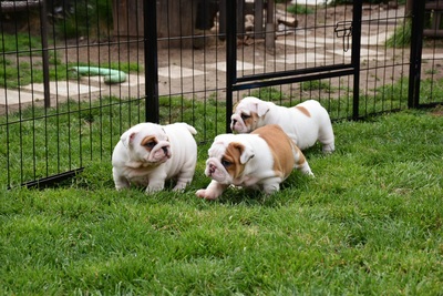 Englische Bulldogge Welpen - Hündin