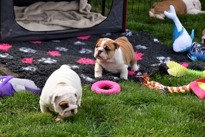 Englische Bulldogge Welpen - Hündin