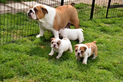 Englische Bulldogge Welpen - Hündin