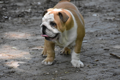 Englische Bulldoggen-Hündinnen, Englische Bulldogge Welpen - Hündin