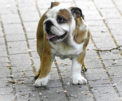 Englische Bulldoggen-Hündinnen, Englische Bulldogge Welpen - Hündin