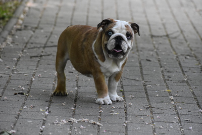 Englische Bulldoggen-Hündinnen, Englische Bulldogge Welpen - Hündin