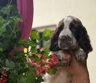 English Springer Spaniel Welpen - Hündin