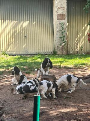 English Springer Spaniel Welpen - Hündin