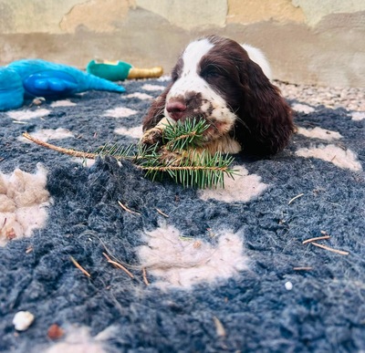 English Springer Spaniel Welpen - Hündin