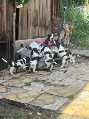 English Springer Spaniel Welpen - Hündin