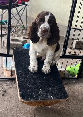 English Springer Spaniel Welpen - Hündin