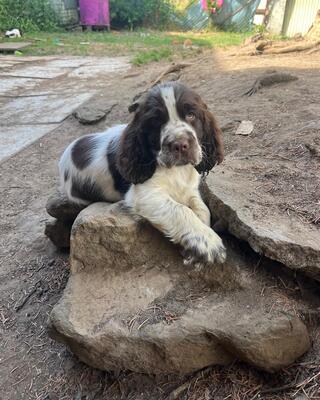 English Springer Spaniel Welpen - Hündin