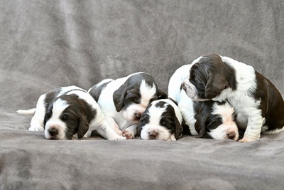 English Springer Spaniel Welpen - Rüde